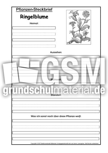 Pflanzensteckbrief-Ringelblume-SW.pdf